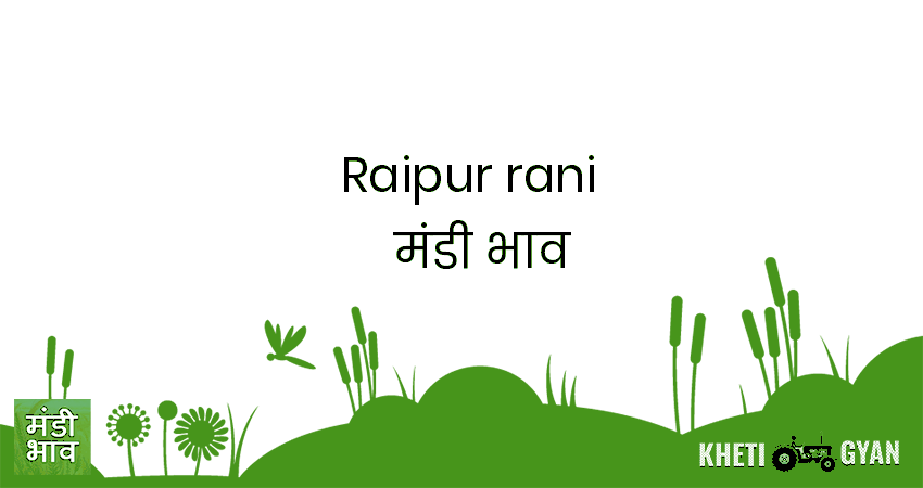 Raipur Rani मंडी भाव की ताज़ा तस्वीर